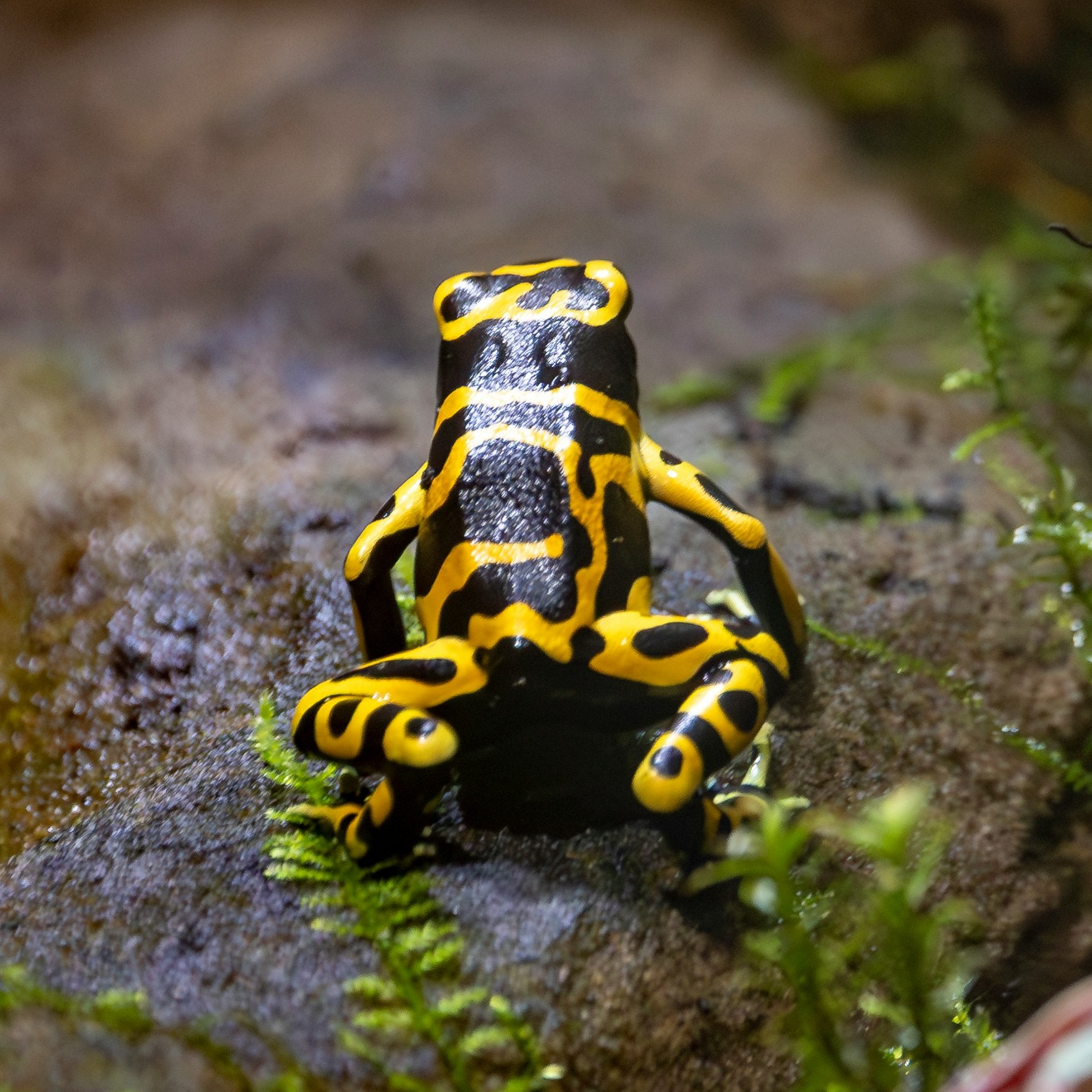 Dendrobates leucomelas — Gelbgebänderter Pfeilgiftfrosch