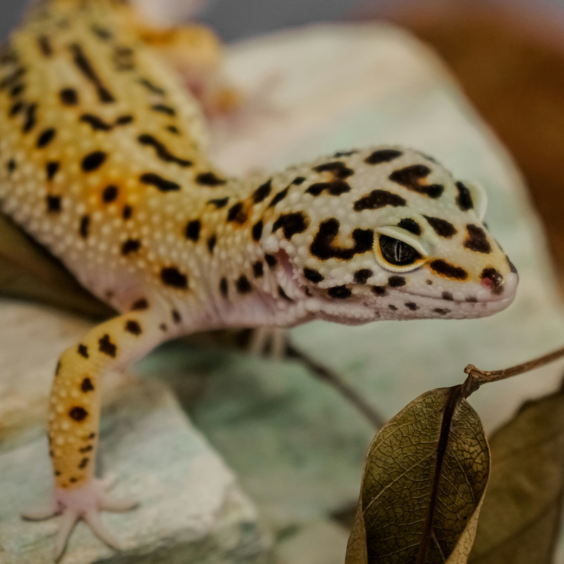 Eublepharis macularius — Leopardgecko